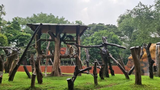 Wide Establishing Shot of Primate Island Habitat with Moat in Asian Animal Park