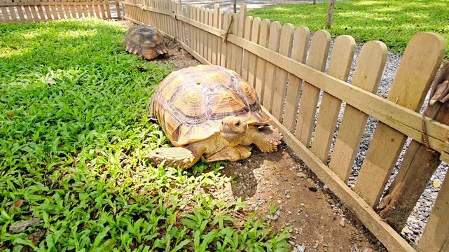 Two yellow sugar tortoises are crawling on the lawn, separated by a small brown fence.