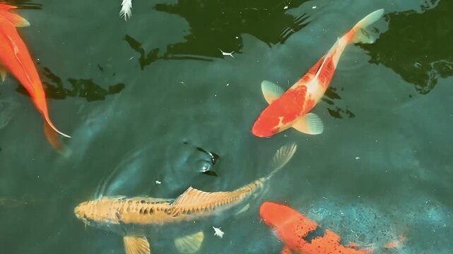 A school of colorful koi fish, such as orange and white, black and gold, white, and orange and black, are swimming in a green pond. (Film-style shot)