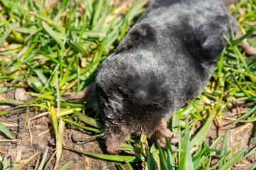 Fototapeta premium A dead mole is lying in the garden a nuisance.