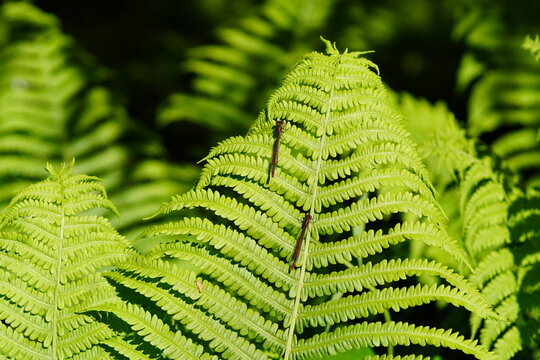 Large red damselflies (Pyrrhosoma nymphula), family Coenagrionidae. Leaves of a Ostrich fern, fiddlehead fern, shuttlecock fern (Matteuccia struthiopteris). Family Onocleaceae. Spring