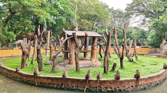 Playful Macaques Interacting on Wooden Structures in a Water-Bound Zoo Habitat
