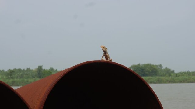Oriental garden lizard resting calmly on rusted pipe