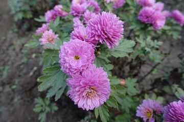 Fototapeta premium Pink flowers of Chrysanthemums in mid October