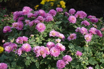 Fototapeta premium Plenitude of pink flowers of Chrysanthemums in October