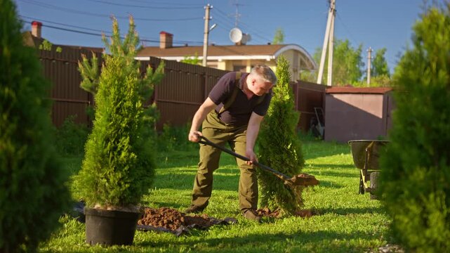 Landscaper working hard in the backyard, digging a hole with a shovel to plant a young thuja tree. Professional landscaping and gardening services improving the lawn and garden on a sunny day