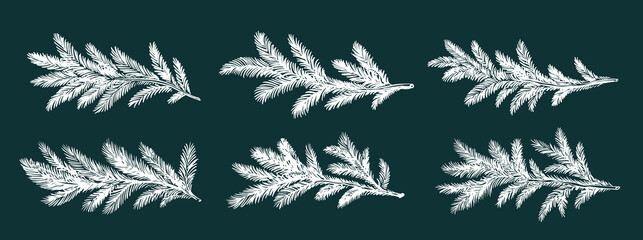 Blue fir branch, hand drawn set white on green.   © Olesya