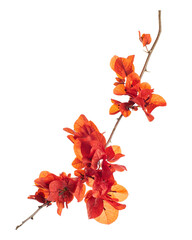 Red Bougainvillea Flowers on Branch Isolated on transparent Background with Clipping Path © DEWINs