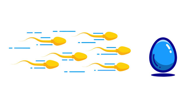 Sperm Race Towards Egg: Fertilization Concept, Reproduction, Infertility