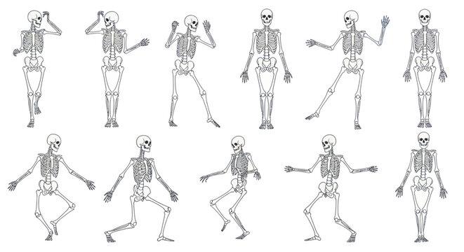 Human Skeleton Poses Collection - Anatomy Illustration