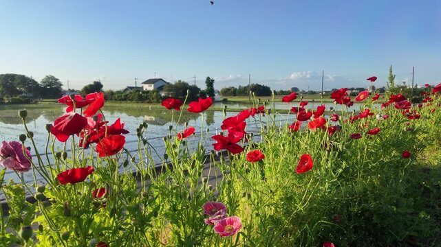 田んぼ(水田)に咲くひなげし(ポピー)の群生地