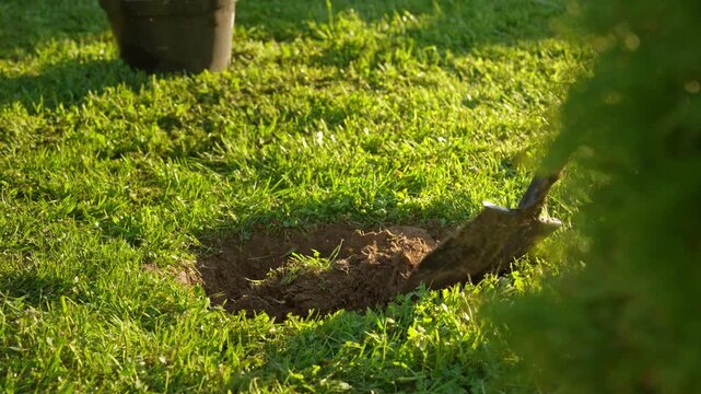 Close up view of a spade digging a hole in the lush green lawn of a backyard garden, with the evening sunlight casting long shadows as earth is removed for planting new saplings