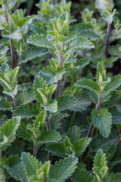 Fresh catnip plants grow in a garden, thriving in warm weather with green leaves and tall stems during midday sunlight, ready for harvesting or use in crafts and herbal remedies