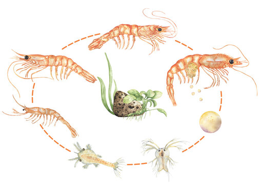 Watercolor shrimp life cycle poster illustration, hand drawn ocean animal growth stages print, mysis and adult shrimp, protozoea and eggs graphics