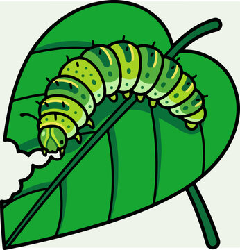 Green Caterpillar on Leaf Eating.