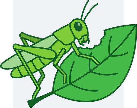 Green grasshopper on leaf eating.