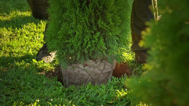 Male gardener carefully placing a young thuja tree seedling with a burlap root ball into a prepared hole in the green lawn, landscaping the backyard with coniferous evergreens