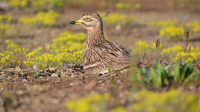 Eurasian stone-curlew (Burhinus oedicnemus) leaving its nest and running away after sensing danger in the wild. Wildlife footage capturing defensive nesting behavior of a rare ground bird in natural h
