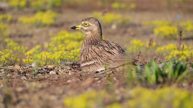 Stone-curlew (Burhinus oedicnemus) Sitting on Eggs at Nest in Natural Habitat