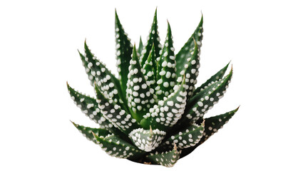 Fototapeta premium Green succulent plant with white spots, isolated on transparent background