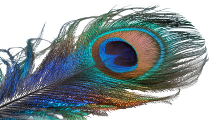 Naklejka premium Vibrant peacock feather with iridescent eye pattern, isolated on transparent background