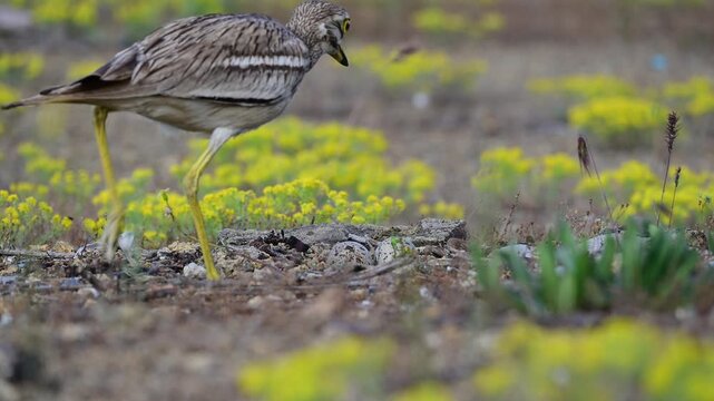 Eurasian Stone-curlew (Burhinus oedicnemus) Returning to Nest and Incubating Two Eggs