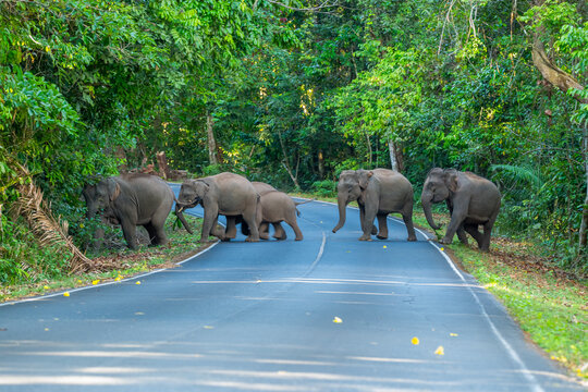 Its body is gray, its snout is called the trunk. The trunk of the Asian elephant has only one beak. Nakhon Ratchasima, Thailand.