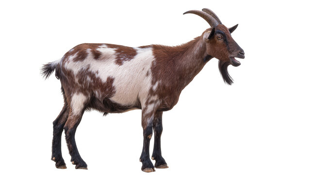 Brown and white spotted goat with horns and beard, isolated on transparent background