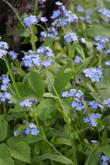 Fototapeta premium Forget-me-not flowers bloom in a garden during spring with blue petals and bright yellow centers among green leaves under clear weather