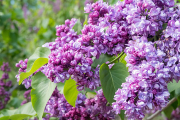 Fototapeta premium Beautiful lilac flowers bloom in spring, showcasing vibrant shades of purple and attracting pollinators in a sunny garden setting