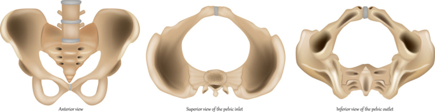 Detailed medical illustration of the human pelvis showing multiple anatomical views of the bony pelvic structure, including anterior view, pelvic inlet, and pelvic outlet. 