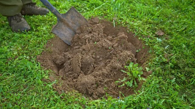 Close up view of a worker digging a hole in the ground with a shovel. The manual labor involves breaking up the soil and earth in a lush green lawn, preparing for gardening or planting activities