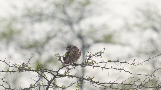 Short-eared owl (Asio flammeus) He sits on a branch and looks around, cleaning his feathers. Slow motion Close up.