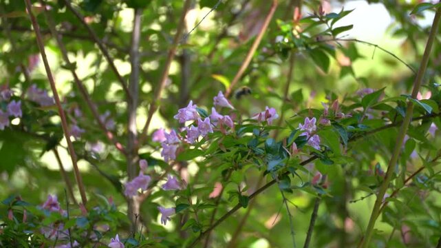 Bourdon butinant des fleurs d&rsquo;ab&eacute;lia au ralenti dans un jardin d&rsquo;&eacute;t&eacute;