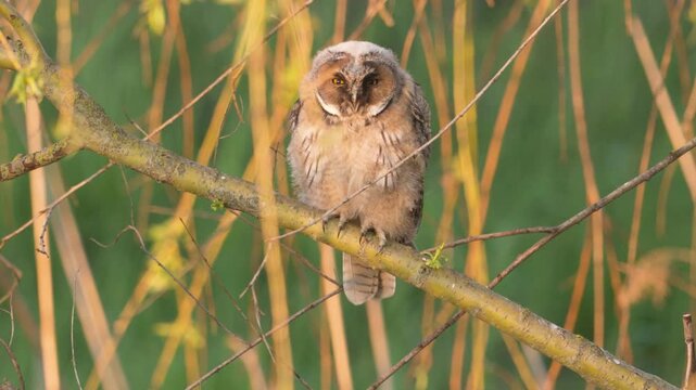 Juvenile long-eared owl (Asio otus) perched on a branch in beautiful evening light, calling and begging parents for food. Wildlife footage capturing natural behavior of a young owl in its natural habi