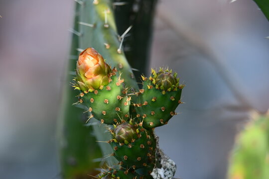 Opuntia ficus-indica, figueira-da-india