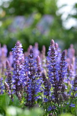 Obraz premium purple flower greenhouse summer salvia