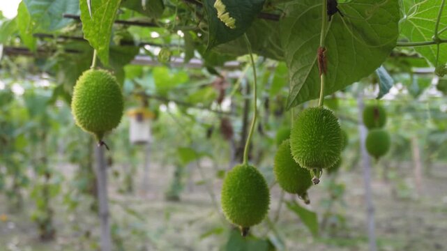 Fresh spiny gourd vine growing in tropical indian garden