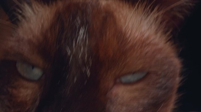 Extreme Macro Closeup of Siamese Cat Eyes With Soft Focus and Detailed Fur Texture, Cinematic Pet Portrait Showing Calm Animal Behavior and Domestic Comfort