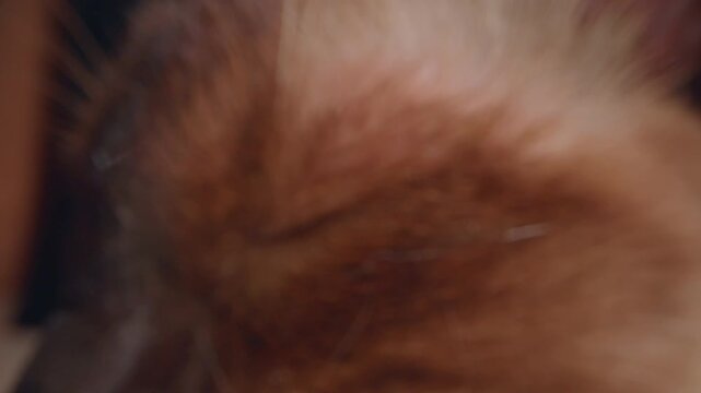 Sleeping Siamese Cat in Extreme Macro Closeup, Detailed Fur Texture and Closed Eyes Creating Cozy Domestic Atmosphere and Peaceful Animal Rest