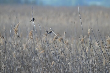 Samiec potrzosa zwyczajnego (Emberiza schoeniclus) w locie pośród suchych trzcin © Joanna