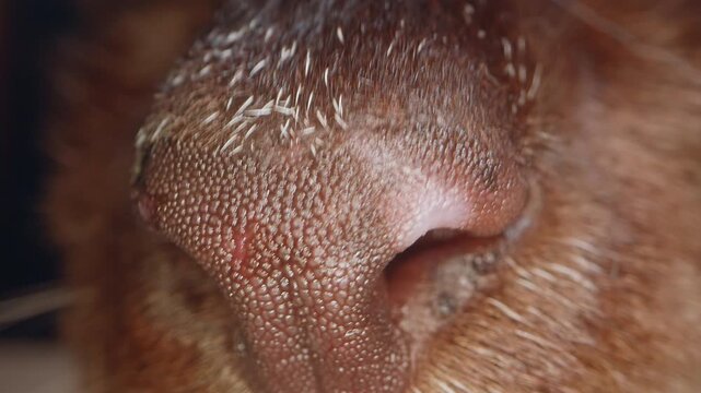 Extreme Macro View of Siamese Cat Nose and Fur Texture, Detailed Animal Snout With Visible Whiskers and Soft Cinematic Lighting in Closeup