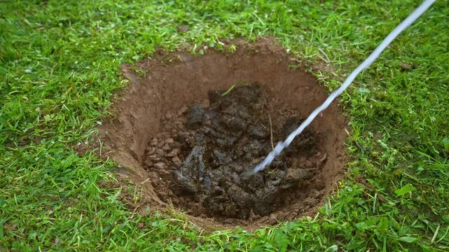 Freshly dug planting hole in a green lawn being filled with water and natural organic fertilizer, preparing the soil for transplanting a seedling or sapling in the garden during springtime