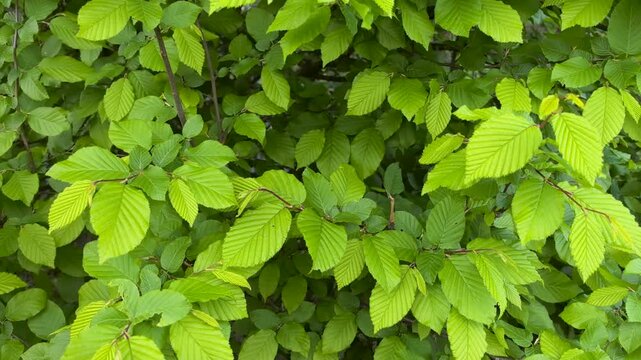 Lush green leaves dance lightly in the warm summer sunlight, showcasing vivid hues and intricate patterns. Nature thrives, displaying its beauty in every detail.