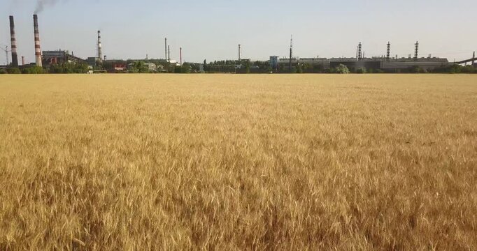 A field of yellow wheat near a large plant