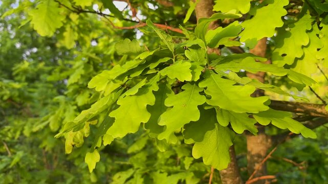 Delight in the beauty of oak leaves as the warm sun sets. Lush greenery dances in the gentle breeze, showcasing nature's artwork amidst a serene forest backdrop.