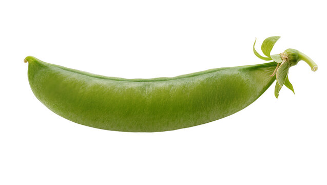 Single green snow pea pod with stem and leaves, isolated on transparent background
