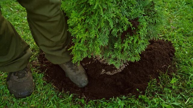 Professional gardener planting a young thuja tree in the backyard, compacting the rich soil around the root ball with his feet and a shovel to ensure proper growth and stability in the garden