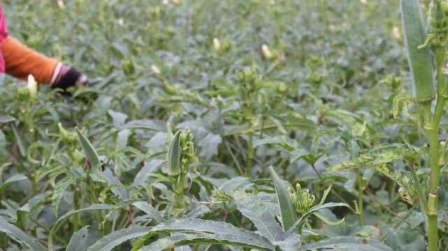 Farmer harvesting fresh okra crops in sunny farmland