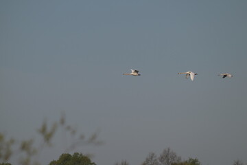 Trzy łabędzie krzykliwe (Cygnus cygnus) w locie na tle czystego błękitnego nieba © Joanna